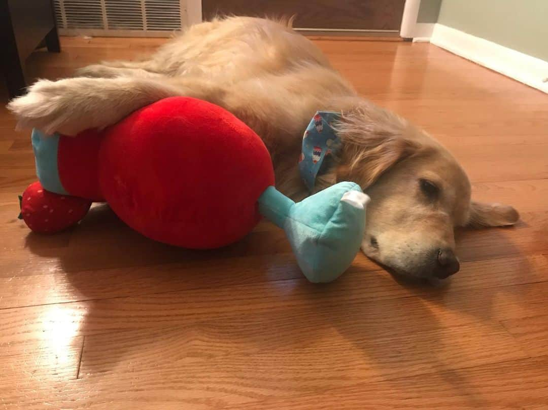 モヒートさんのインスタグラム写真 - (モヒートInstagram)「Hey friends. Thanks to everyone who reached out! I’m home from the hospital and elevating my paw on my new birthday toy. Thankfully nothing is broken and it’s just a bad soft tissue injury 💜 ------------------------------- #goldensofig #goldenretriever  #goldenretrieversofinstagram #betterwithpets #dogsofig  #dogsofinstagram #fluffypack #gloriousgoldens #welovegoldens #ilovemydog #goldenlife #bestwoof #ProPlanDog #ilovegolden_retrievers #mydogiscutest #retrieversgram #dogsofcle」7月7日 10時02分 - mojito_rose_family