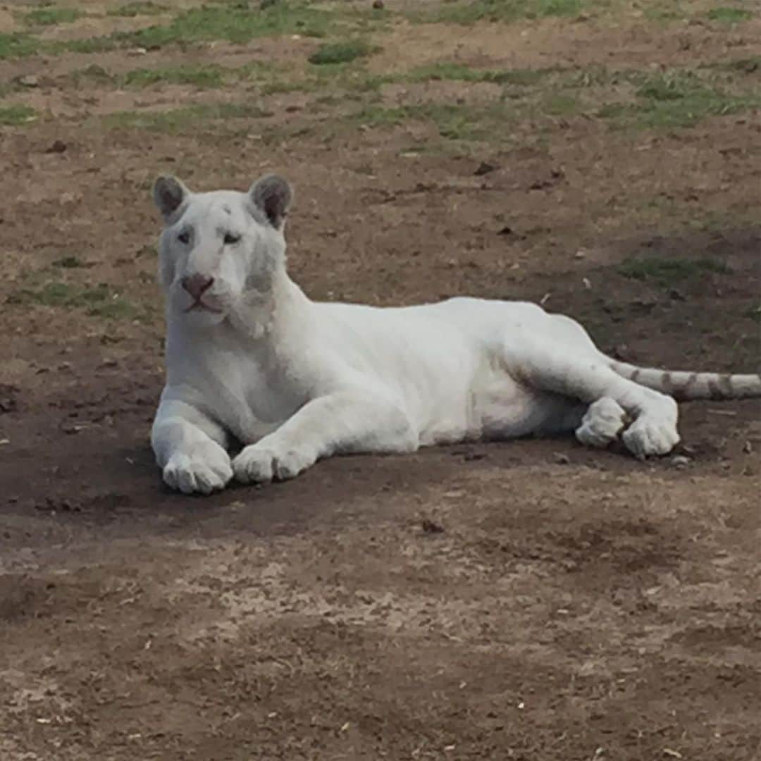 Black Jaguar-White Tiger さんのインスタグラム写真 - (Black Jaguar-White Tiger Instagram)「Etrusco :) We will renew their habitat in the following weeks. We still have to renew around 5 habitats. By the way, today, The Blue Pride got out into their renovated garden :) #BabyEtruscoBJWT #SaveTigers」7月7日 10時13分 - blackjaguarwhitetiger