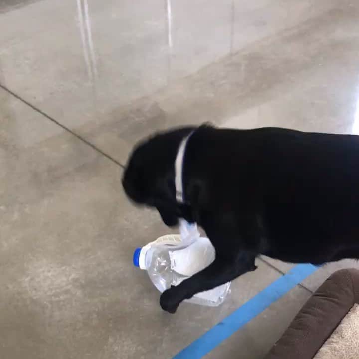 ストーン・コールド・スティーブ・オースチンのインスタグラム：「Cali. Hijinks at the gym.  #blacklab」