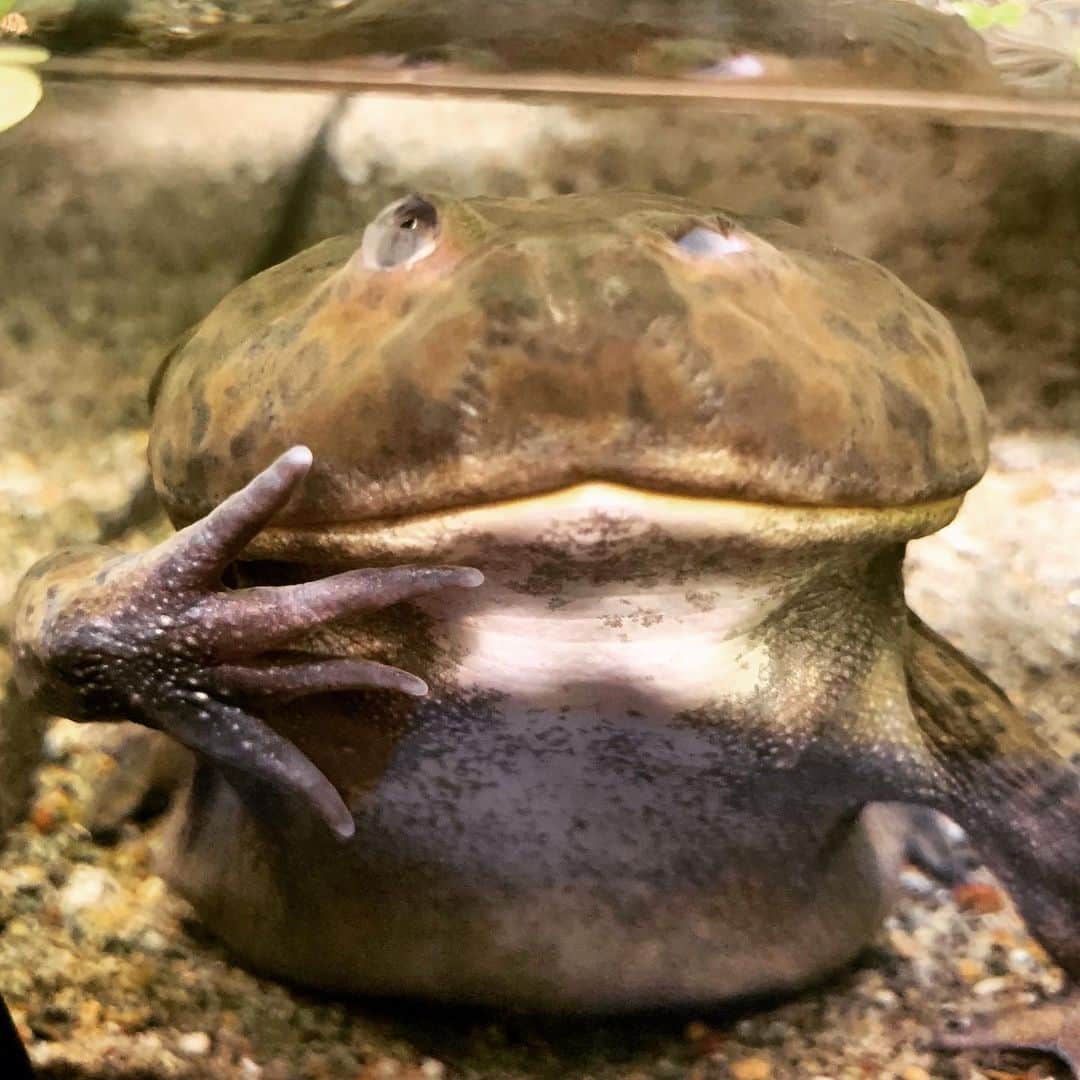 世界淡水魚園水族館 アクア・トト ぎふのインスタグラム：「企画展「美しきカエルの世界」は本日で終了です。期間中は本当に多くのお客様がお越しくださいました。 まだご覧になっていない方は、本日中にお越しくださいね！ #アクアトト #アクアトトぎふ #アクアトト岐阜 #カエル #マルメタピオカガエル #frog #frogs」