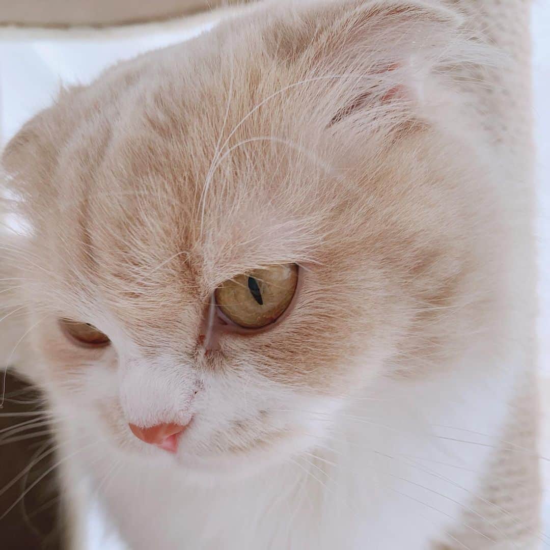 のんたさんのインスタグラム写真 - (のんたInstagram)「我が家でいちばん猫っぽい顔のぼーちゃん。 いちばん繊細でわがままでいばりんぼう。 そして私にだけ、あまえんぼう。 ・ #scottishfold #catstagram_japan #catsofinstagram #cats_of_instagram#catoftheday #purr #ilovemycat #bestmeow #catlover #cutecat #kittensofinstagram #cute #スコティッシュフォールド#スコティッシュフォールドロングヘア」7月7日 10時18分 - utacci