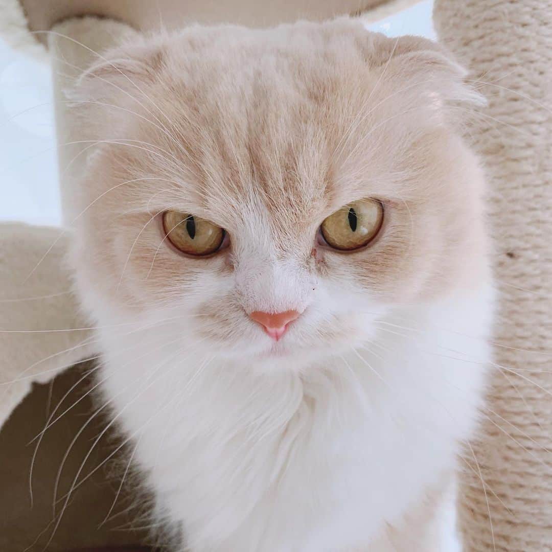 のんたさんのインスタグラム写真 - (のんたInstagram)「我が家でいちばん猫っぽい顔のぼーちゃん。 いちばん繊細でわがままでいばりんぼう。 そして私にだけ、あまえんぼう。 ・ #scottishfold #catstagram_japan #catsofinstagram #cats_of_instagram#catoftheday #purr #ilovemycat #bestmeow #catlover #cutecat #kittensofinstagram #cute #スコティッシュフォールド#スコティッシュフォールドロングヘア」7月7日 10時18分 - utacci