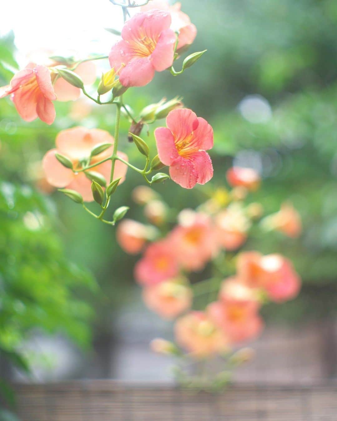 kiccyomuさんのインスタグラム写真 - (kiccyomuInstagram)「☁️ 2019.07.07 Sun * #ノウゼンカズラ  もう終盤だったのかな？ でも綺麗な元気色に☺️ * 今日も青空が見えないけど… 週末も元気に🤗  location #東京 #向島百花園 撮影 6月29日」7月7日 10時43分 - kiccyomu
