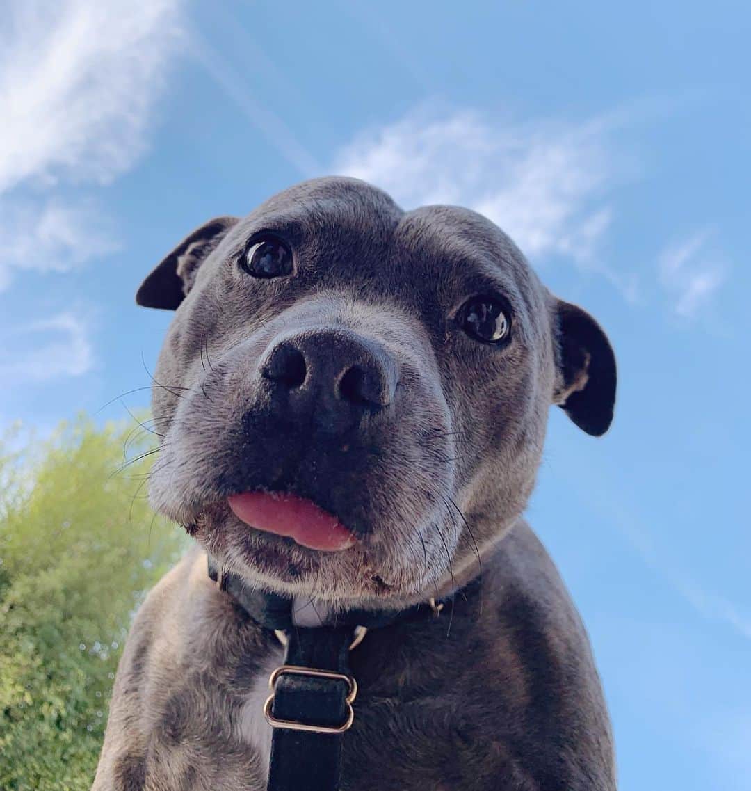 のインスタグラム：「Um hi yis hello I know u trying to relax but can u pls play w me? We can do ball chasing I like ball chasing? I’ll take a stick if u can’t be bothered to get de ball out of de car? Trying to be flexible here? What about a scratch? Can we get an ice cream? If u say yes I’ll get off ur chest and maybe u can breathe again. But say yes first.」