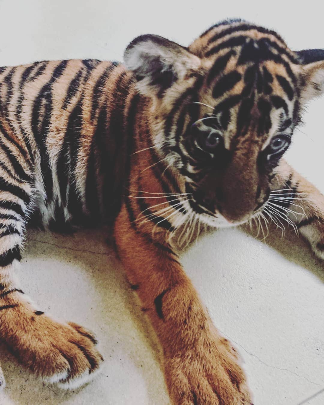中野信治さんのインスタグラム写真 - (中野信治Instagram)「Baby Tiger !! 子供の頃のトラウマでずっと動物に触れなかった私にまさかトラと触れあえる日がくるなんて。。 So cute ❣️ #tiger  #thailand  #虎  #欲しい！」7月7日 17時40分 - shinjinakano