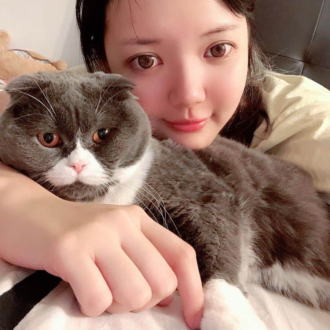 YingTzeさんのインスタグラム写真 - (YingTzeInstagram)「Just a selfie of me & my cat ,EarlGrey ❤️🐱 @babyg2610  _ Tonight I’m streaming Mobile Legends at 8pm ! Going to practice some heroes tonight because I just bought Kimmy Epic Skin 😂 See you later at my Facebook Page! _ #blessed #babyg2610 #catsmalaysia #scottishfoldcats #scottishfold #fatcat」7月7日 17時44分 - yingtze
