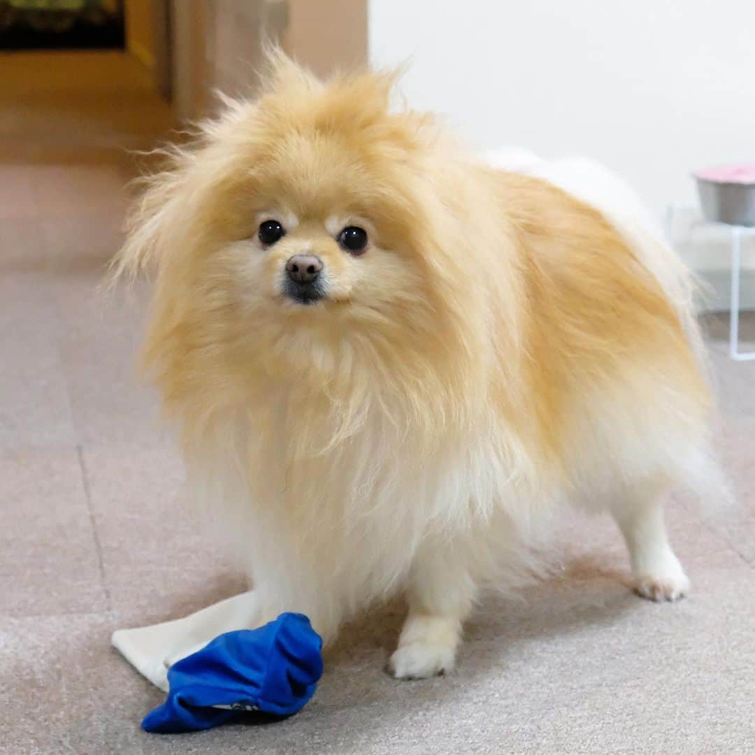 Hanaさんのインスタグラム写真 - (HanaInstagram)「ブログ更新しました♪ プロフィールから飛べます🚀 http://kedamakyoudai.blog.jp/ * 🐶何？ * オモチャを咥えて 激しく頭を振り回すから ヘアーがどエライ事に * * #Pomeranian#pom#pompom#pomstagram#pets#dogs#doglover#dogsofinstagram#dogstagram#Japan#Kawaii#fluffydog#ポメラニアン#犬#いぬら部#pecoいぬ部#포메라니안#もふもふ#ふわもこ部#cute#cutedog#funny#funnydog#いぬのきもち#犬と猫のいる暮らし」7月7日 12時16分 - mofu2family