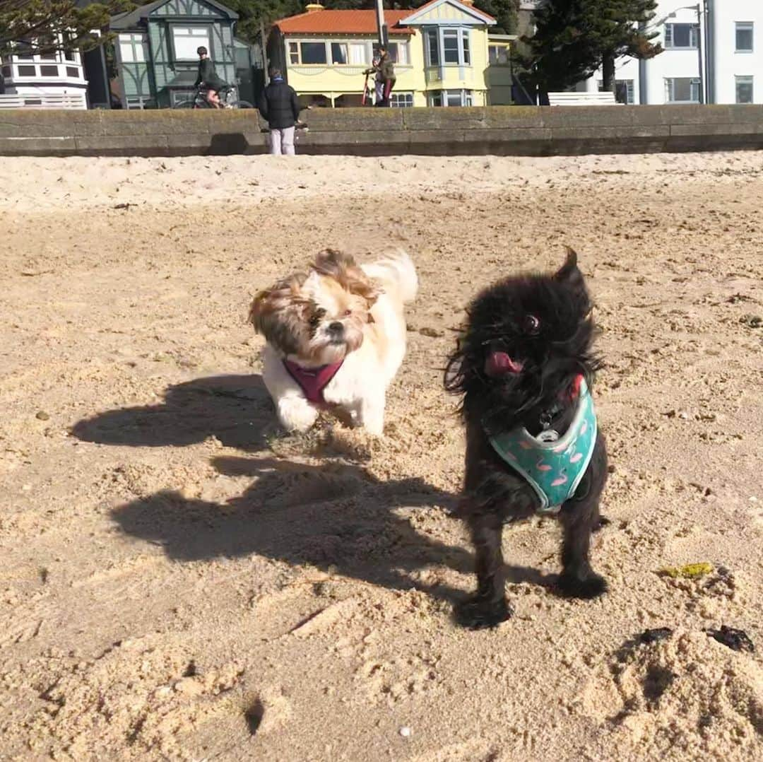 Digby & Aloのインスタグラム：「That moment you realise you’re not the only one at the beach. #dontmakemesharemyball」