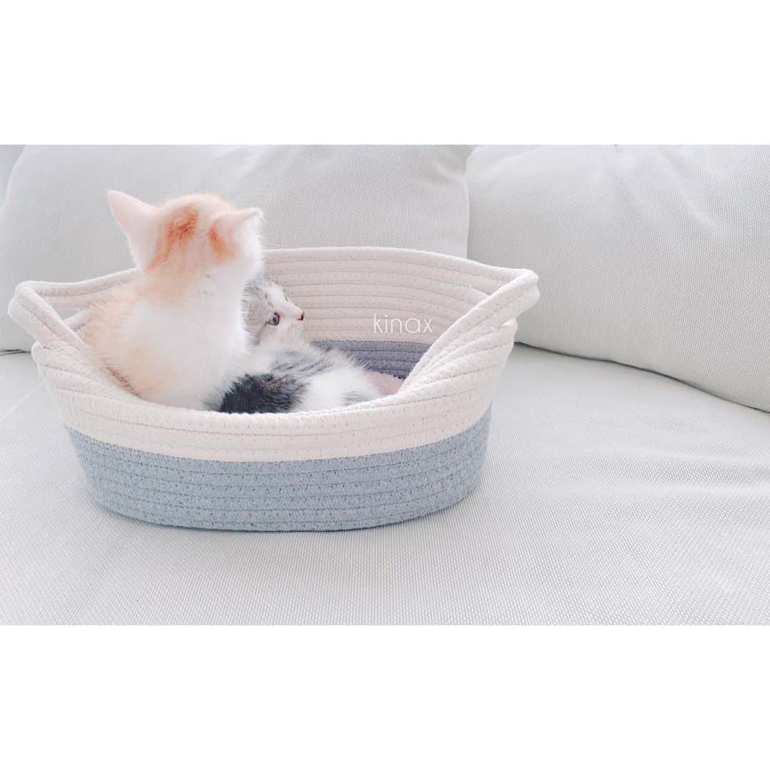 kinaxのインスタグラム