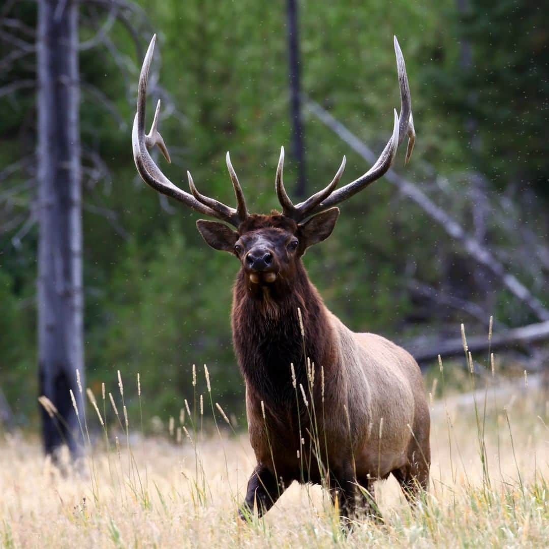 National Geographic Travelさんのインスタグラム写真 - (National Geographic TravelInstagram)「Photo by @drewtrush Drew Rush | Elk might just be my favorite animal to photograph. Their size and presence on the landscape is always inspiring. This bull was getting ready to cross the Madison River in Yellowstone National Park. What's your favorite animal to photograph? Follow me, @drewtrush, for more wildlife photography. #elk #wildlife #animals #nature」7月7日 13時15分 - natgeotravel