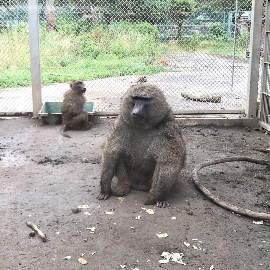河西美希さんのインスタグラム写真 - (河西美希Instagram)「動物園楽しかった🥺 私のお気に入りは、1〜3枚目のヒヒさん♡ツイッターに動画載せたけど本当にかわええ、、、」7月7日 13時18分 - mikipon1111