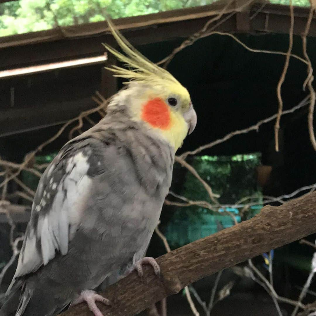 河西美希さんのインスタグラム写真 - (河西美希Instagram)「動物園楽しかった🥺 私のお気に入りは、1〜3枚目のヒヒさん♡ツイッターに動画載せたけど本当にかわええ、、、」7月7日 13時18分 - mikipon1111