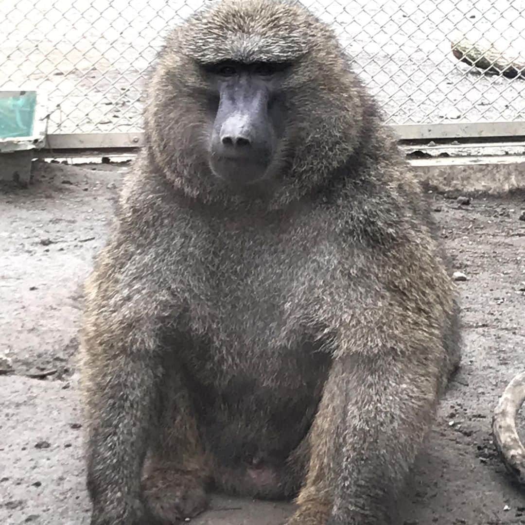 河西美希さんのインスタグラム写真 - (河西美希Instagram)「動物園楽しかった🥺 私のお気に入りは、1〜3枚目のヒヒさん♡ツイッターに動画載せたけど本当にかわええ、、、」7月7日 13時18分 - mikipon1111