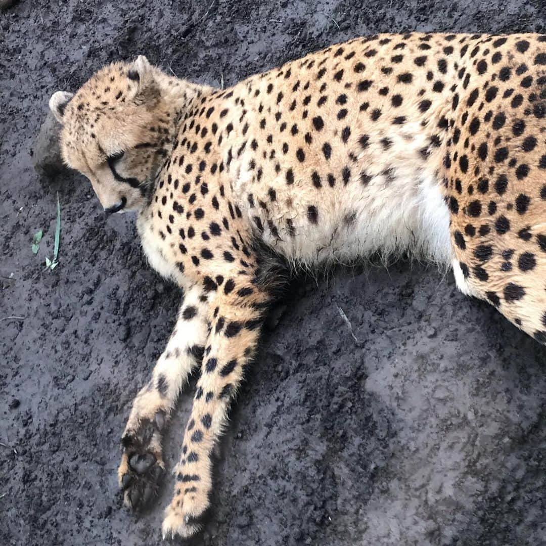 河西美希さんのインスタグラム写真 - (河西美希Instagram)「動物園楽しかった🥺 私のお気に入りは、1〜3枚目のヒヒさん♡ツイッターに動画載せたけど本当にかわええ、、、」7月7日 13時18分 - mikipon1111