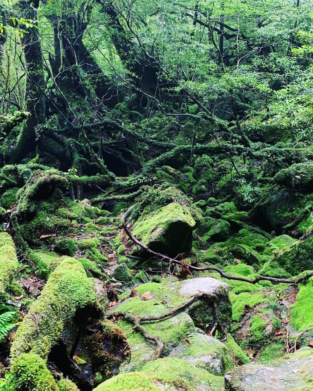 HiRAO INCのインスタグラム：「. Yakushima 2度目の屋久島 苔むす森 へ 週末だけのトリップ 圧倒的な自然 満点の星空 いつきてもパワフル  #weekendgetaways ＃屋久島」