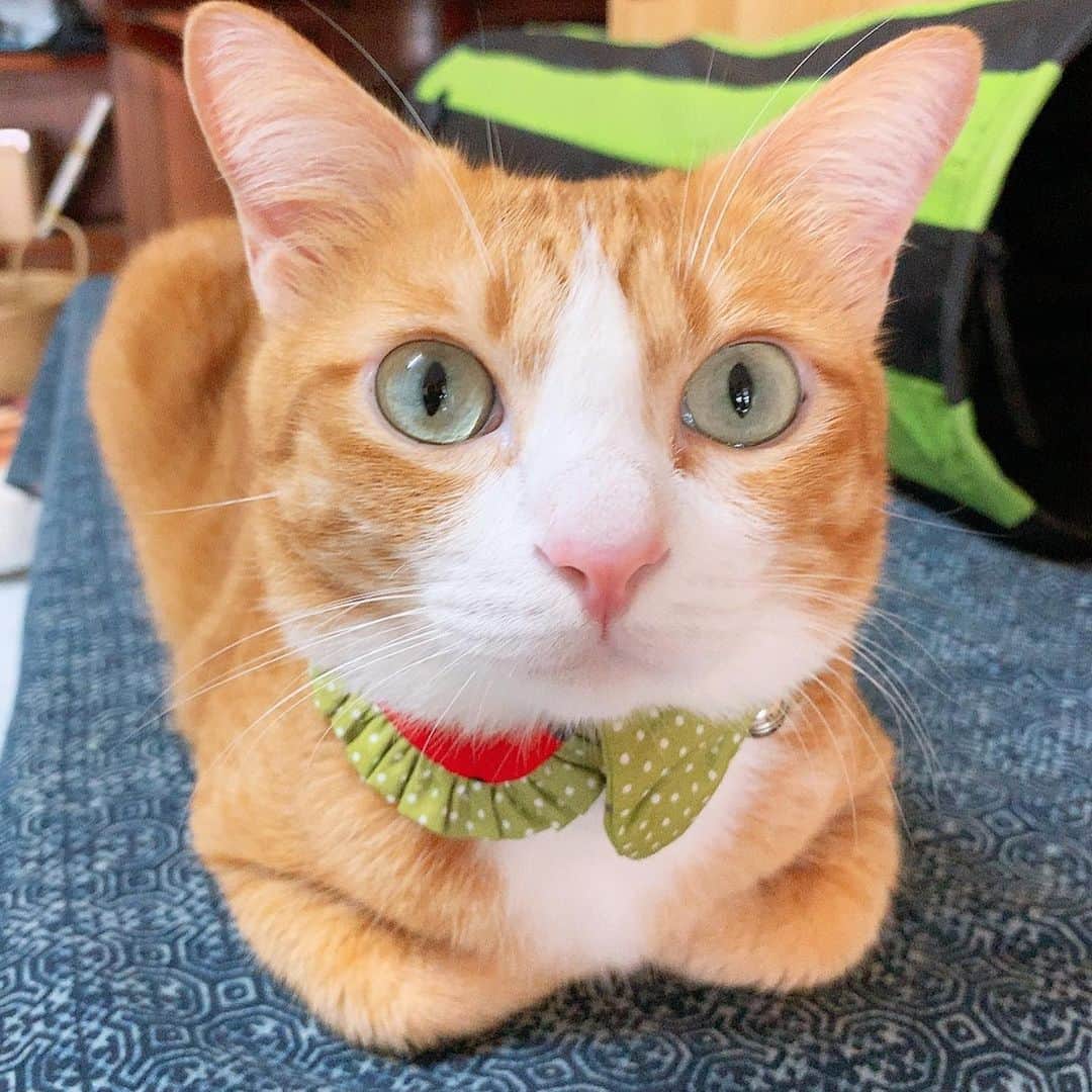 tamatamagoさんのインスタグラム写真 - (tamatamagoInstagram)「watermelon 🍉 mode💕 . . 🍉スイカ柄の首輪してスイカ柄のトンネルで遊んだにゃよ。 え？スイカ柄の首輪？横から見たらこんなにゃよ。(二枚目☺️) . .  #大掃除終了🎉 #大洗濯終了🎉 #新しい猫トイレが欲しいなぁ #病気と闘ってるお友達がみんな元気になりますように . .  2019/07/07」7月7日 14時33分 - tamatamago