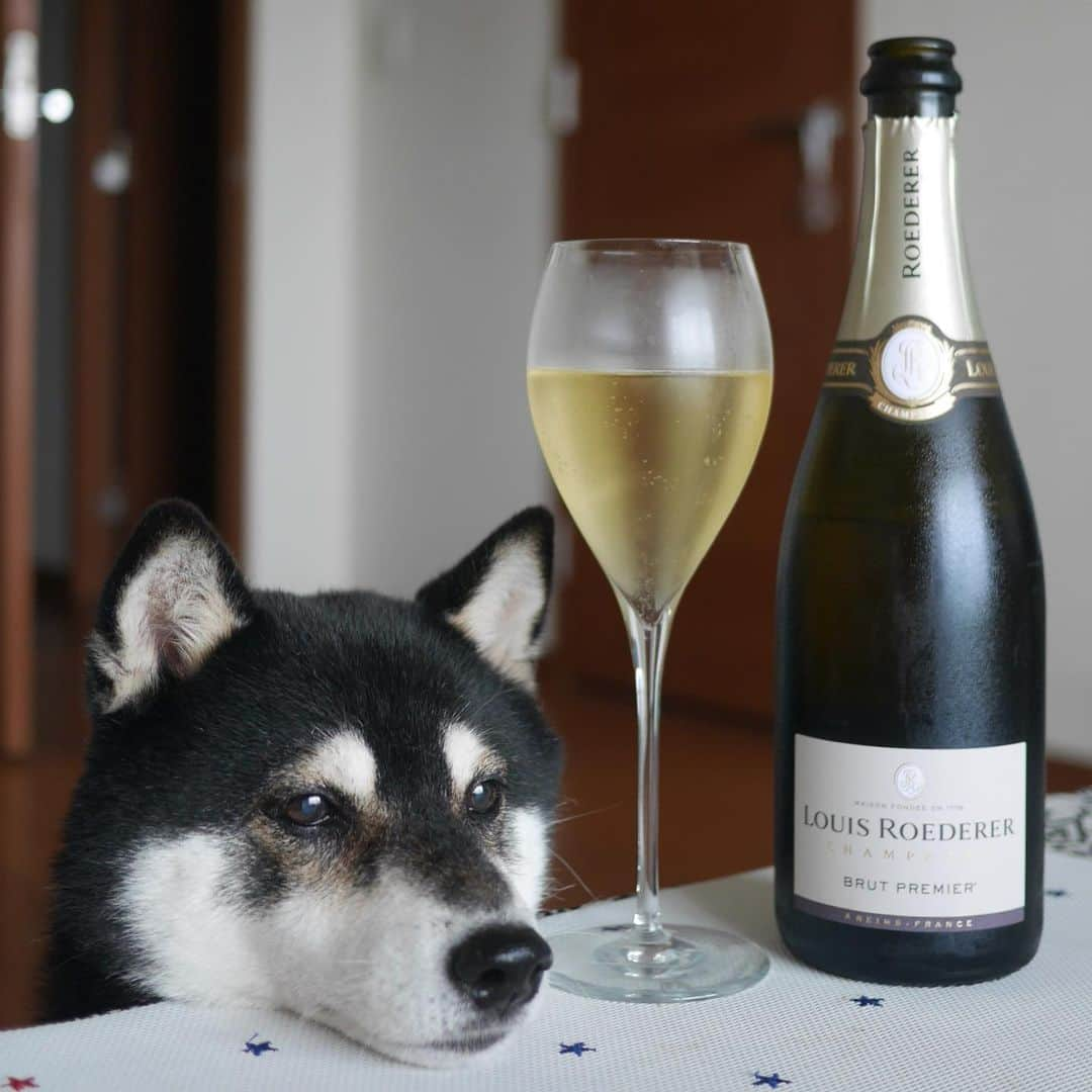 くろさんのインスタグラム写真 - (くろInstagram)「昼シャン🍾 #昼シャン #昼からシャンパン  #louisroederer #champagne #brutpremier #ルイロデレールブリュットプルミエ #ルイロデレール #ブリュットプルミエ #エノテカ #ENOTECA #シャンパン #シャンパーニ #kuroshiba #blackshiba #shibainu #shibastagram #instadog #dogstagram #柴犬 #黒柴 #黑柴 #癒し犬 #柴犬部 #モフモフ生命体 #柴犬のいる暮らし #わんこのいる暮らし #わんこのいる生活 #わんこと一緒 #わんダフォ #わんだふるjapan」7月7日 14時35分 - m6bmw