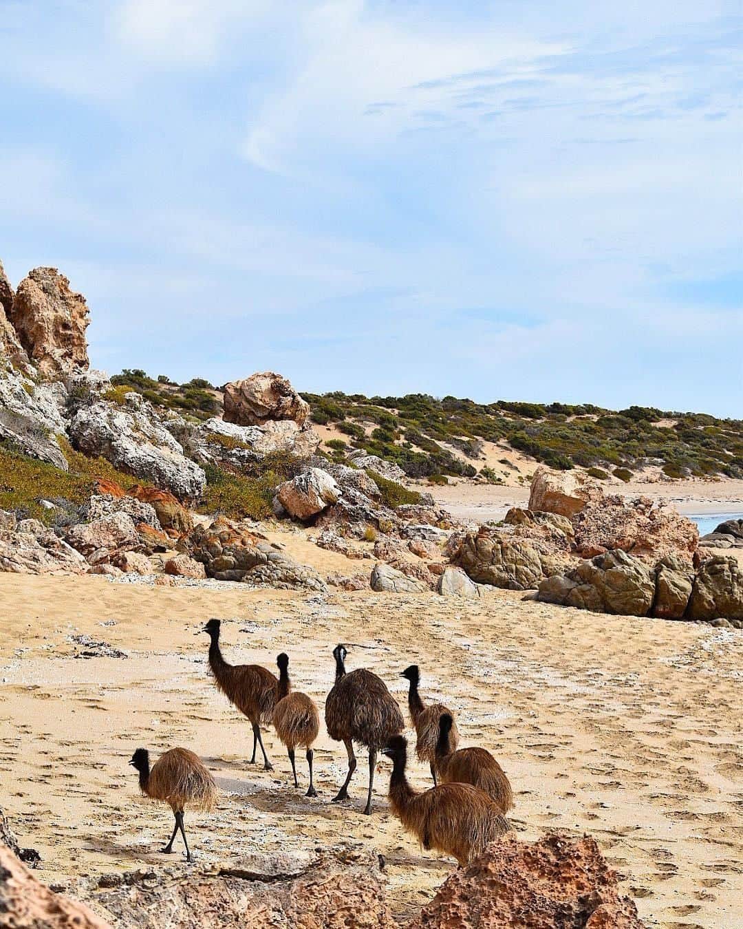 Australiaさんのインスタグラム写真 - (AustraliaInstagram)「It's rush hour in #InnesNationalPark! 🚦@flossie_create.talk saw this mob of #emus enjoying a beach day out in this @southaustralia national park, known for its sandy beaches, coastal landscapes and abundant #wildlife. Located in the gorgeous @yorkepeninsula, it’s a 3.5-hours  drive from @cityofadelaide, and you can book camping and accommodation in the park via @nationalparkssa. For the animal lovers, in addition to emus, look out for wallabies, kangaroos, dolphins and seals who also call the park home.  #seeaustralia #seesouthaustralia #yorkepeninsula #thegreatoutdoors #travel」7月7日 15時00分 - australia