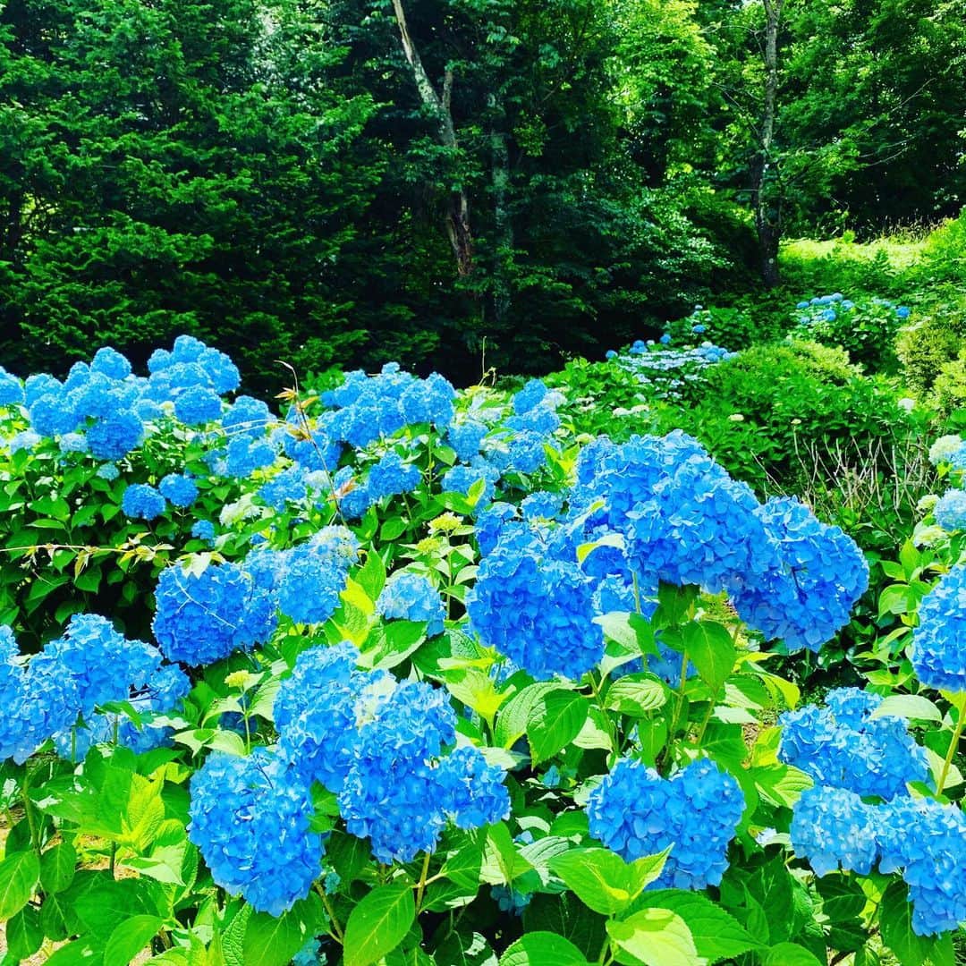 大隅智子さんのインスタグラム写真 - (大隅智子Instagram)「アジサイとバラ、華やかでした。アジサイの真の花はまだ咲いてませんでした。 #アジサイ #バラ #真の花 #高松の池 #盛岡 #岩手」7月7日 15時06分 - tomokotenki