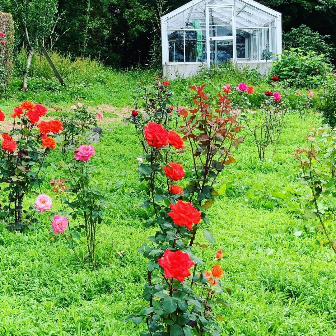 大隅智子さんのインスタグラム写真 - (大隅智子Instagram)「アジサイとバラ、華やかでした。アジサイの真の花はまだ咲いてませんでした。 #アジサイ #バラ #真の花 #高松の池 #盛岡 #岩手」7月7日 15時06分 - tomokotenki