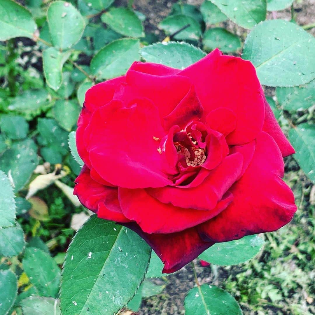 大隅智子さんのインスタグラム写真 - (大隅智子Instagram)「アジサイとバラ、華やかでした。アジサイの真の花はまだ咲いてませんでした。 #アジサイ #バラ #真の花 #高松の池 #盛岡 #岩手」7月7日 15時06分 - tomokotenki