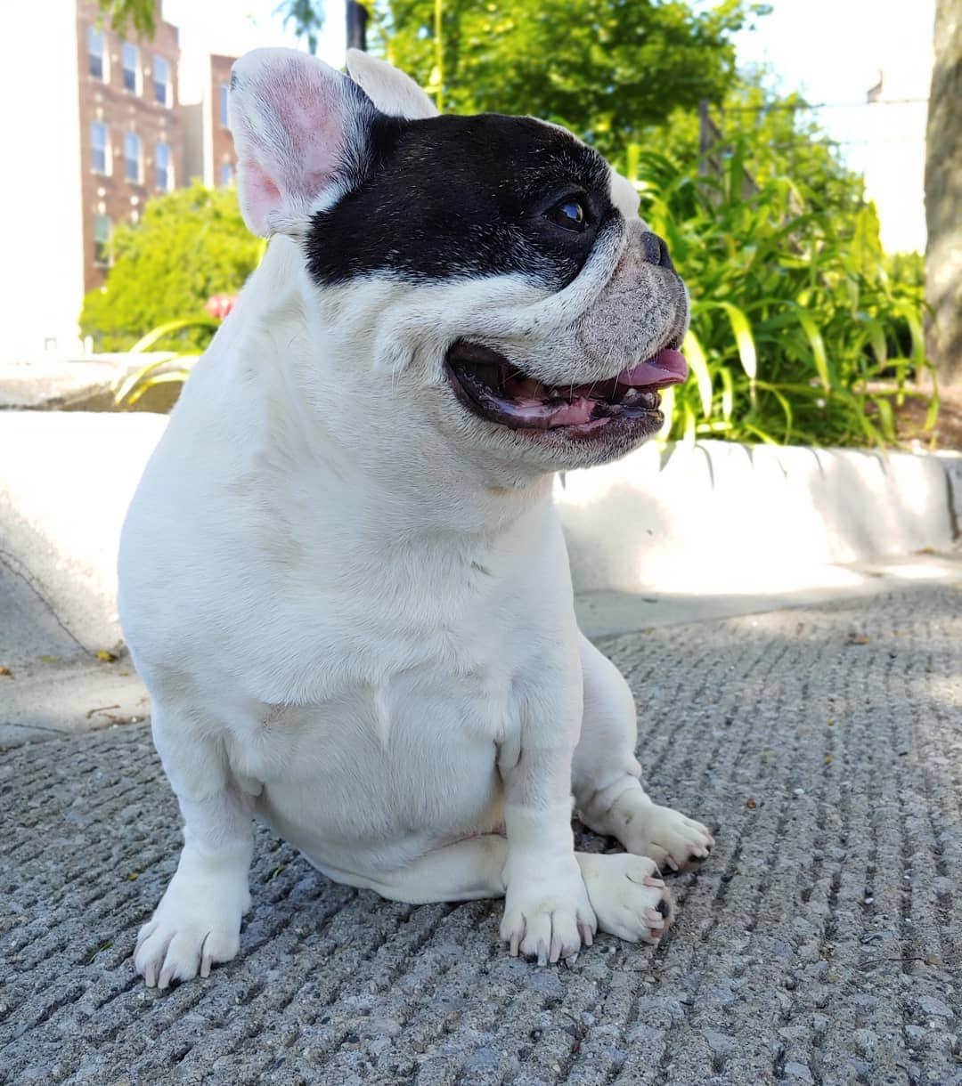 Manny The Frenchieさんのインスタグラム写真 - (Manny The FrenchieInstagram)「Hey ladies, you like my leg rolls?!😜」7月8日 2時54分 - manny_the_frenchie