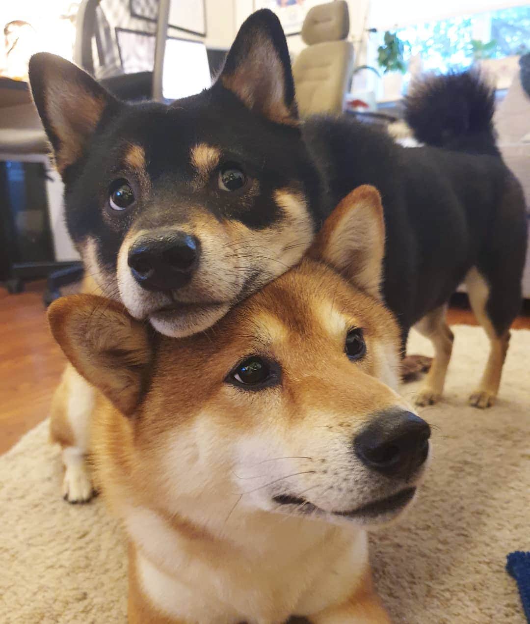 ?Fricko the Shiba Inu?のインスタグラム：「Treat please!? 🐾 🐾 🐾 #FrickoandKeaton #🐶 #☀️ #shiba #shibainu #dog #柴犬 #赤柴 #黒柴  #adorable #shibalovers #shibaholics  #dogoftheday  #weeklyfluff #aww #dogstagram  #dogscorner #puppiesofinstagram #shibapuppy」