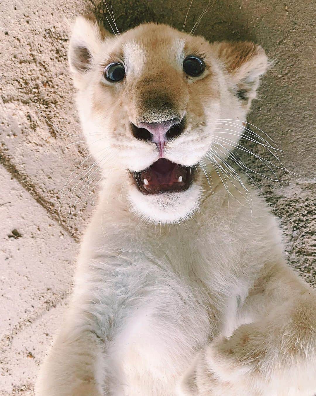 Zoological Wildlife Foundationさんのインスタグラム写真 - (Zoological Wildlife FoundationInstagram)「Sunday shenanigans with our silly Amara🥰🦁🐾 #whitelion #lion #cub #conservation #endangeredspecies #zwfmiami #zwf」7月8日 1時46分 - zwfmiami