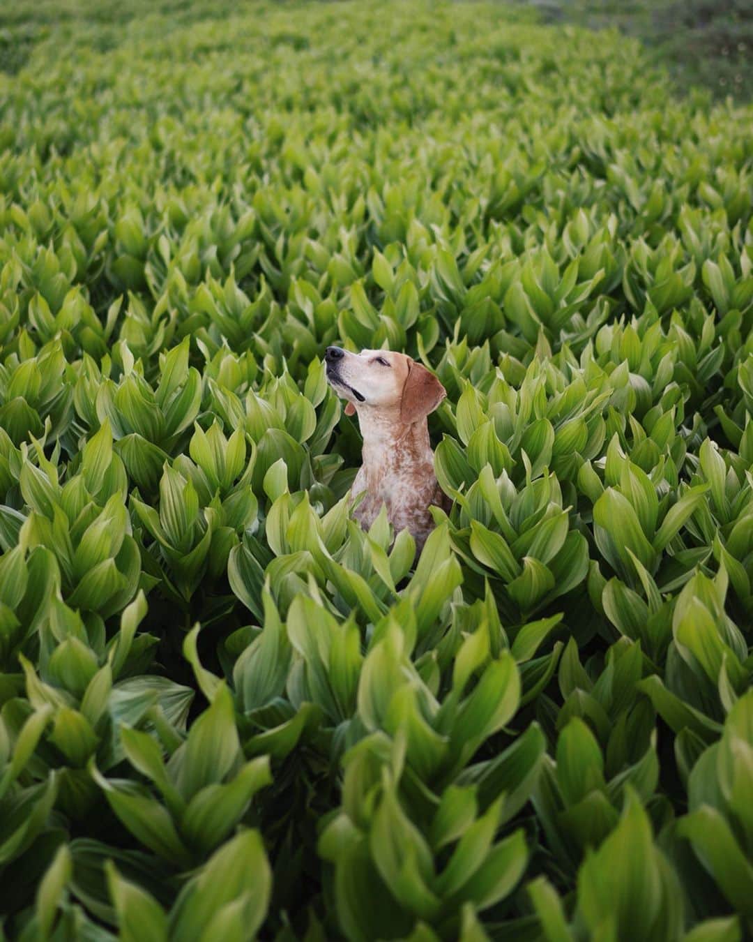 マディのインスタグラム：「Edward Abbey had it so right when he wrote that wilderness is not a luxury but a necessity for the human spirit.⁣ ⁣ I hope if y’all take away anything from our little bit of time together over the years is that dogs make life better & public land is worth protecting! Public land is for us all! It’s for us all to project, enjoy, love, and hopefully become better stewards of.⁣ ⁣ We can all wake up to views like this because folks before us were wise and knew we had to keep land off the private market. You’d need millions and millions of dollars to get a view like this, but public land is for all! Today we can give thanks that the gate isn’t locked. ⁣ ⁣ We must keep protecting what is for all and not the few ✨」