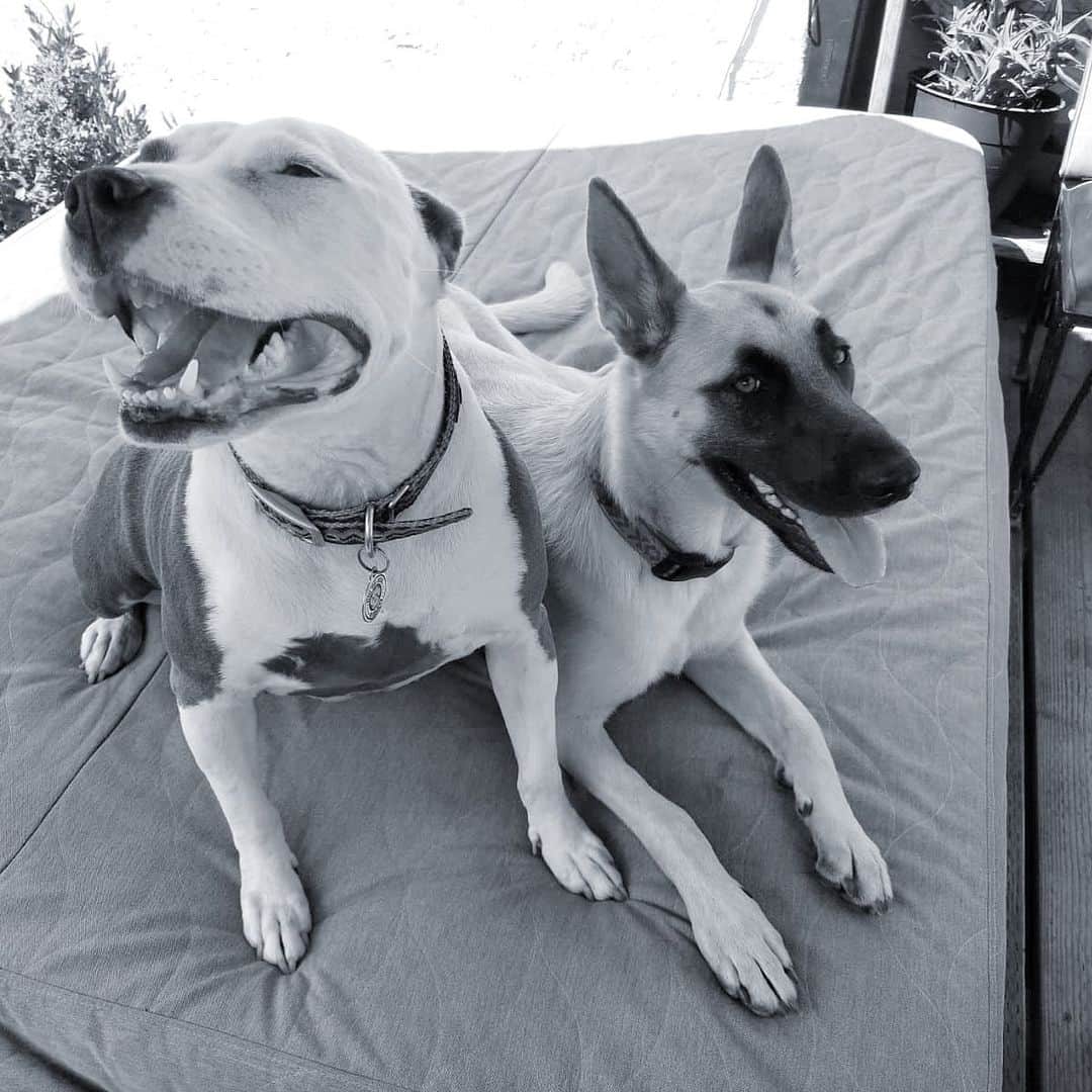 ローレン・ジャーマンのインスタグラム：「Two summer lovin’ bbbBsssSWwwwtttzzZzz ☀️ @thehealingpack」