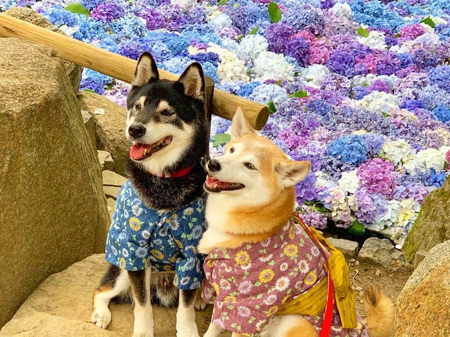 柴犬 けんしろう ゆりあさんのインスタグラム写真 - (柴犬 けんしろう ゆりあInstagram)「🐶💠🐶スワイプしてね . 雨引観音でうれしい出会いが😍✨ . ①②モコちゃんママ @kkkmyukarin 撮影📸 けんゆりが私を見つめてくれてる〜😍❤️ と思ったら視線の先は手元の🧀というオチはひみつ🤫 . ③④⑤⑥ふう太くんママ @shiba.fuuta810 撮影📸 笑顔がキュートでとっても穏やかな男シーバ ふう太くんとの3ワンphoto&けんゆりphoto😍❤️ . 「もしかして、けんしろうくんとゆりあちゃん？いつも見てますよ〜」と声をかけて下さったモコちゃんママ❤️ 以前に兄妹になったいきさつを読んで涙したのよ〜と声をかけて下さったふう太くんママ ❤️ 同じ日時に同じ場所で出会えた奇跡に感謝です🙏✨ . そして、撮って頂いたけんゆりがどれもかわいくって お写真すごく嬉しかったです😍 本当に本当にありがとうございました❤️ . #雨引観音 #柴犬」7月7日 17時51分 - nerishiro