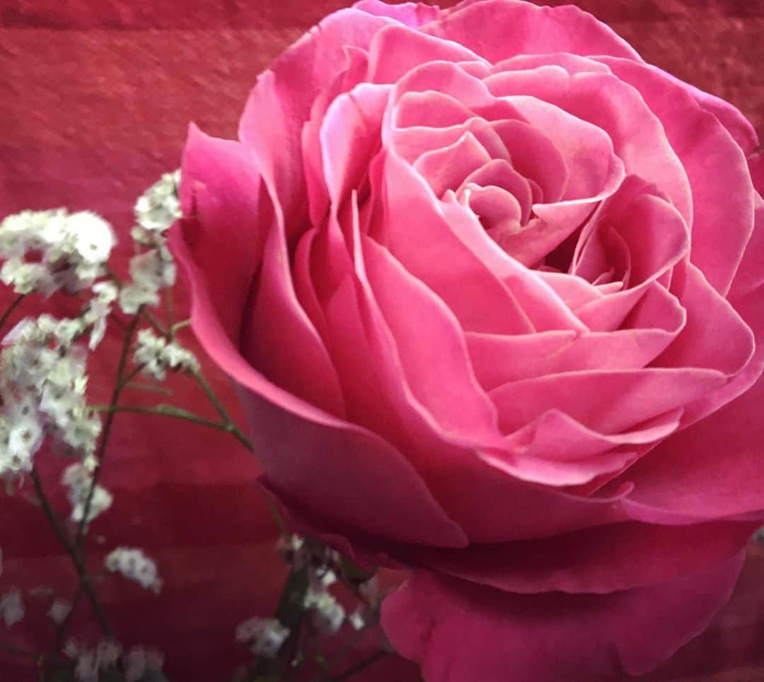 野本かりあのインスタグラム：「今日は七夕。4年前の今日、14年生きたウサギ、プリンの命日。 お花をオモチャだと思って狙うルカに、プリンが居てくれた流れで貴方にも会えたんだよとお話ししたら、ルカは優しく顔をこすりつけてきた。 プリンさん、今日、夢に出ておいで。 #うさぎのおはなし」