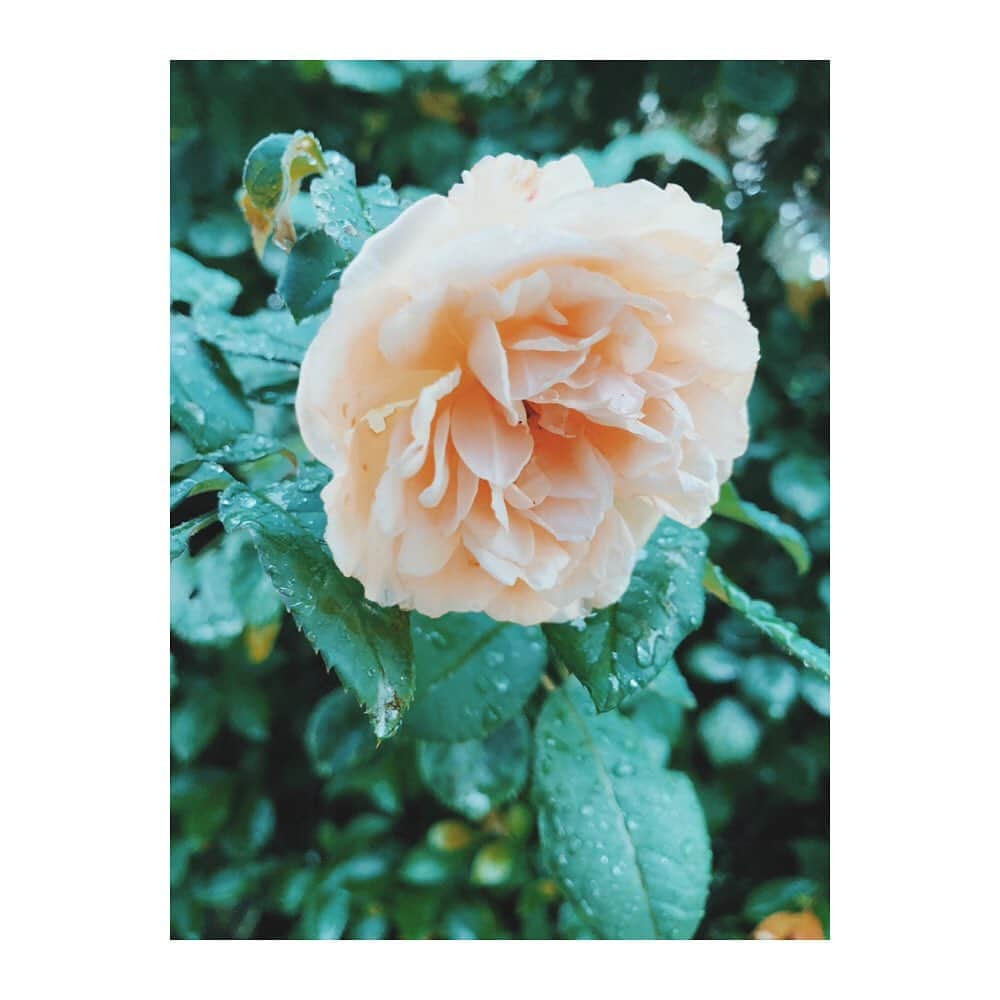 花楓さんのインスタグラム写真 - (花楓Instagram)「💙🌎☔️🥀💙」7月7日 17時53分 - _caede_