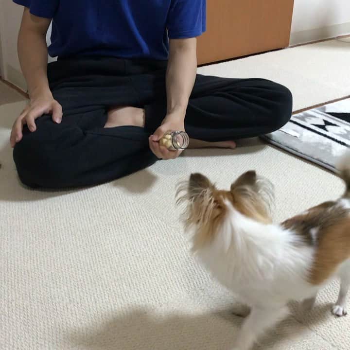 のインスタグラム：「Snack time🐶❣️ ・ 食べ終わるまで2分かかった⌛️ ・ #chima #ちま #チワワ #chihuahua #ชิวาวา #ふわもこ部 #PECOいぬ部 #sniffandbarkens #WeeklyFluff #cutepetclub #doggy_lovings #snacktime」