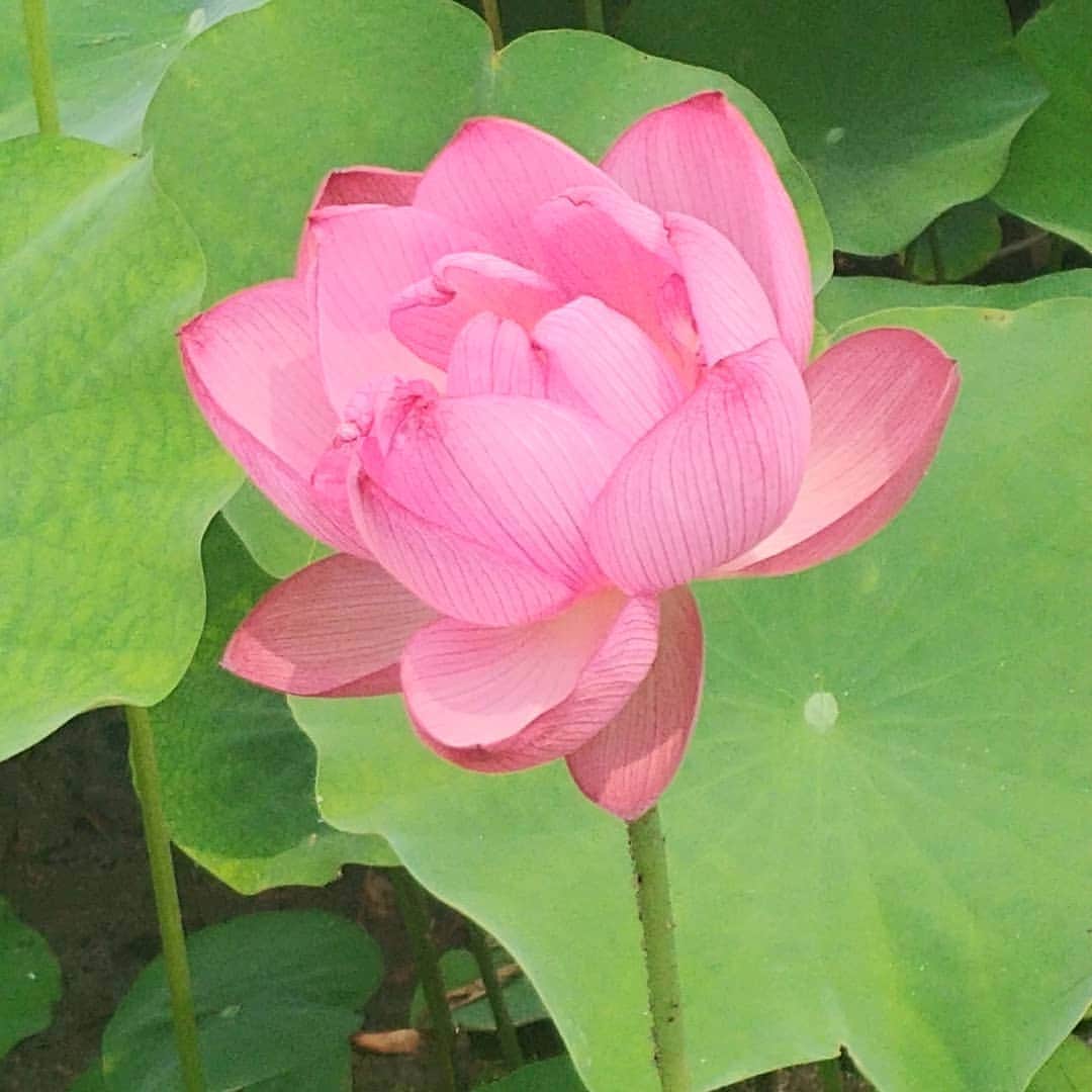 池尻和佳子さんのインスタグラム写真 - (池尻和佳子Instagram)「蓮の花がとても きれいでしたm(._.)m  花言葉は、「清らかな心」  朝倉の方々に、とても優しくしてもらった１日。 心が洗われました😂」7月7日 18時21分 - wakako_ikejiri_rkb