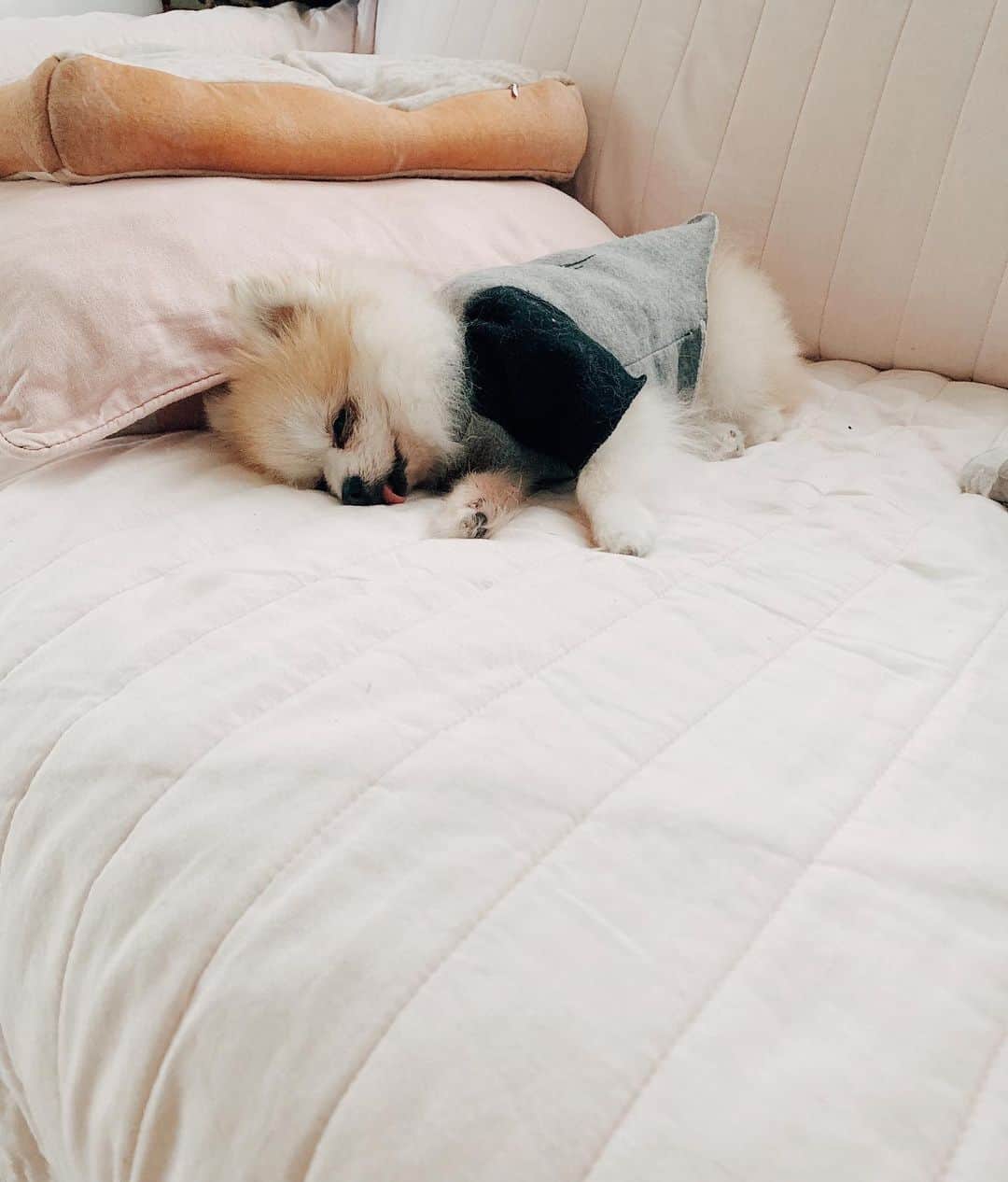 r_oseのインスタグラム：「Being cute is such a tough job🐰〰️」
