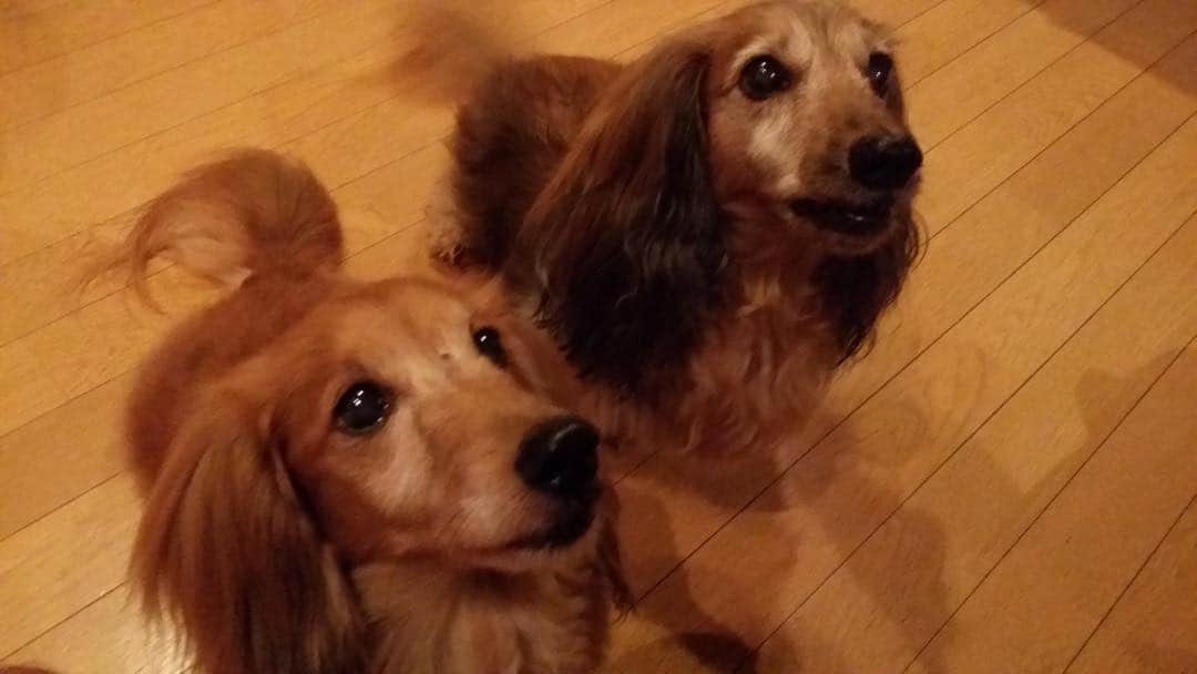 火口秀幸のインスタグラム：「今日は #愛犬 べび（左側）の #BIRTHDAY  17歳このべび は #癌告知 を受けてから  生き延び、 また つい先日  腎臓で 生死の境までゆき、見事 復活を遂げました。右側のタルトも 北海道より越してきて  何度か  #三途の河  を 見る  苦境を乗り越え  ただいま 16歳 本当に 二匹の #生命力 に#感謝」