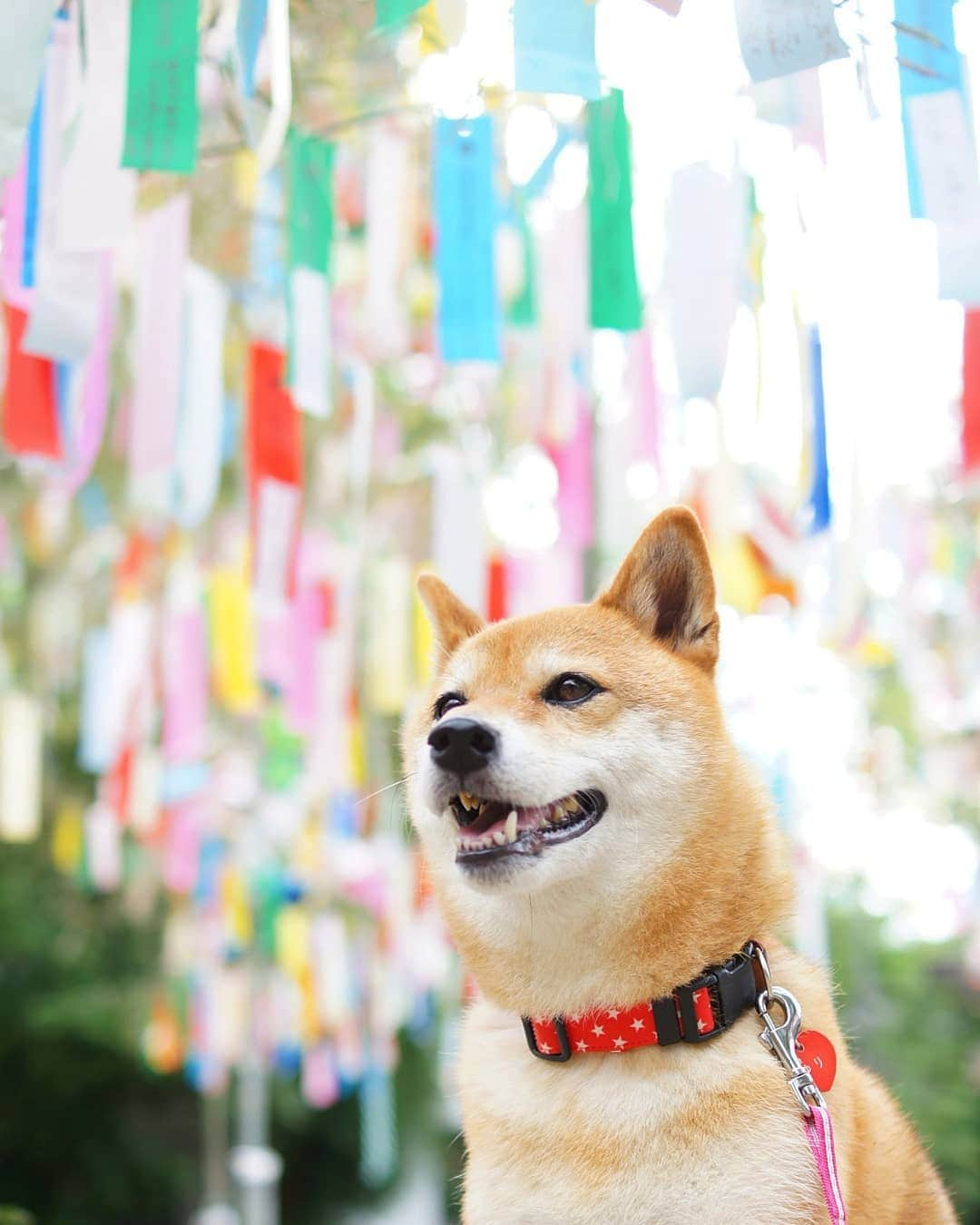 柴犬 ゆりさんのインスタグラム写真 - (柴犬 ゆりInstagram)「2019.7.7 みんなの願いが叶いますように🎋  #七夕  #七夕祭り  #犬 #柴犬 #shibainu #shibastagram #dog #dogstagram #dogsofinstaworld #as_archive #bestjapanpics #japan_daytime_view #japan_of_insta #tokyocameraclub #team_jp_ #instagramjapan #igersjp #festival #pecoいぬ部 #visitjapanjp #instagood Location：大阪府」7月7日 19時31分 - shibainuholic