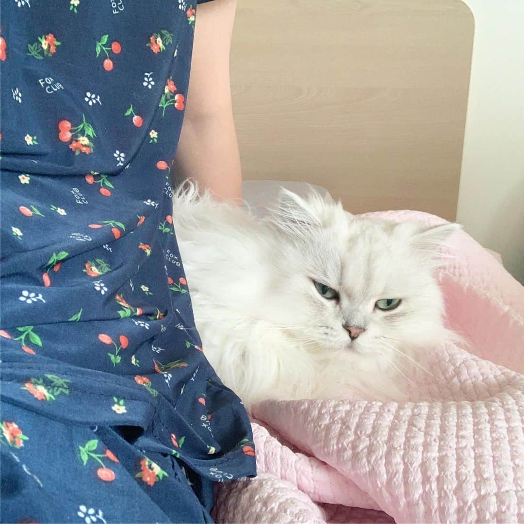 후추네큰언니のインスタグラム：「하아아품 😵 . . . . . #후추  #고양이  #냥스타그램 #캣스타그램  #Hoochu #Hoochuthecat #cat #cats #catstagram #catsofinstagram #topcatphoto #bestmeow #ilovecat #cute #fluffy #petstagram #instacats」