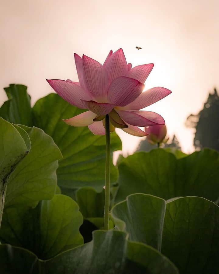 花の写真館のインスタグラム：「Photo by @kimako_.⠀ https://instagram.com/kimako_/⠀ .⠀ Original Post[投稿頂いたURL]⠀ https://www.instagram.com/p/BWbLgHnlAHp/⠀ .⠀ 本アカウントは、 #私の花の写真 をつけてInstagramに投稿された皆さまの花の写真や、「花の写真館」Facebookページで投稿された花の写真を紹介します。⠀ 「花の写真館」Facebookページは、「 @floral.photograph 」のプロフィールにあるURLからご覧ください。⠀ .⠀ #花の写真館 #floralphotograph #floralphoto #flower #flowers #富士フイルム #FUJIFILM⠀ Follow: @floral.photograph」