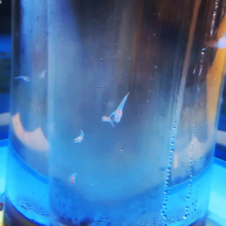 宍戸留美のインスタグラム：「#クリオネ #海の生物 #札幌」
