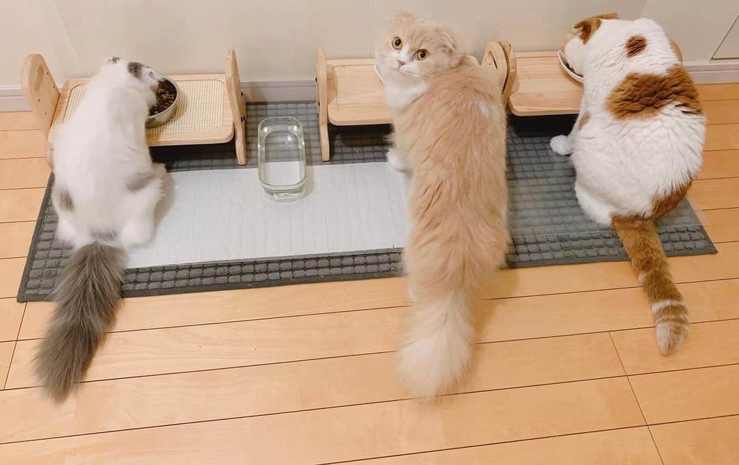 のんたのインスタグラム
