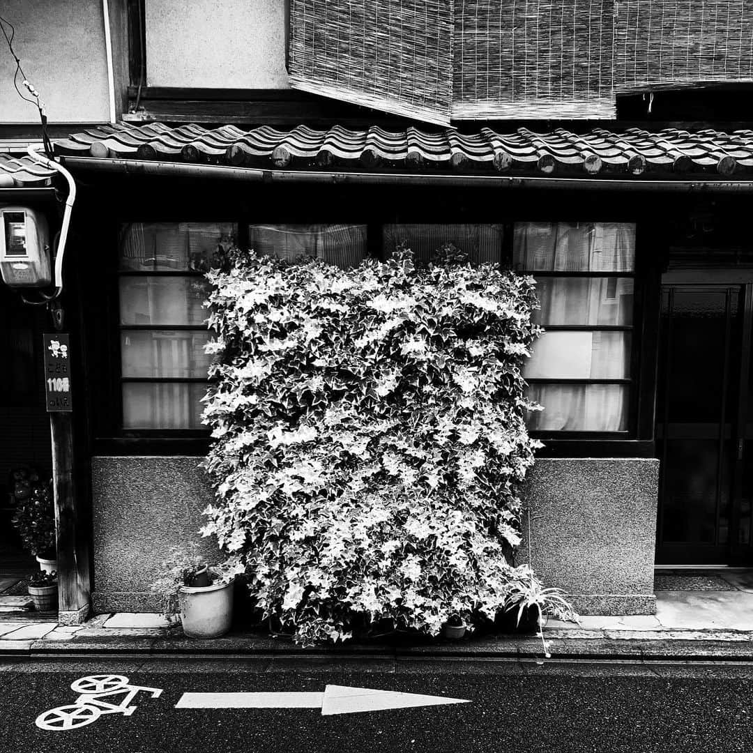 naotakeのインスタグラム：「もじゃもじゃ - Shagginess / iPhone XR + Snapseed, 20190708 . . 雨中のドライブ、好きです。 . . #royalsnappingartists #infamous_family #rsa_main #infinity_photo_cult #2_fineart #jp_gallery #jp_gallery_bnw #trb_bnw #wp_bnw  #bnw_life #bnwlife_member #bnw_life_shots #bnw_captures #world_bnw #top_bnw #team_jp_ #team_jp_モノクロ #ig_energy_bw #ig_nihon #streetphotographybnw #igersjp #blackandwhite #bnw #bnwphoto #monochrome #bw #bnwphotography #ShotOniPhone #shotoniphoneXR」