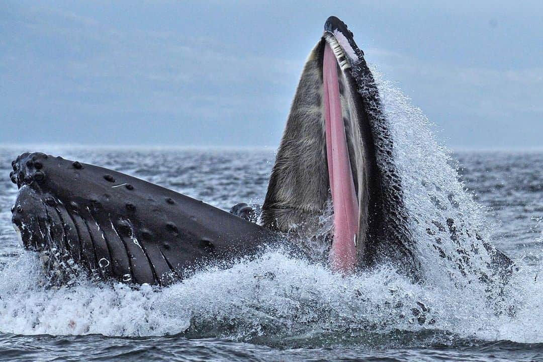 Thomas Peschakのインスタグラム：「A Humpback whale feeds on herring in the North Pacific around Gill Island. Situated deep in the heart of Canada's Great Bear Rainforest, in Gitga'at territory, this marine realm is one of the most critical whale habitats in all of North America. #canada #picoftheday #whales #gitgaatterritory #hungry #greatbearrainforest @pacificwild @bcwhales」