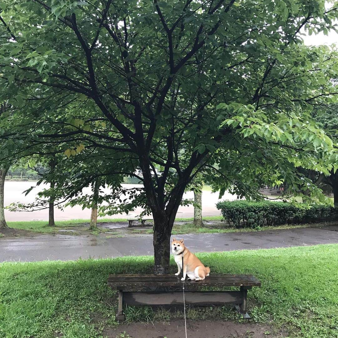 マル子のインスタグラム：「雨の日のお散歩は🚶‍♀️も🐕も嫌いだけど🌳は美しい✨  #マル子  #柴犬  #shiba」