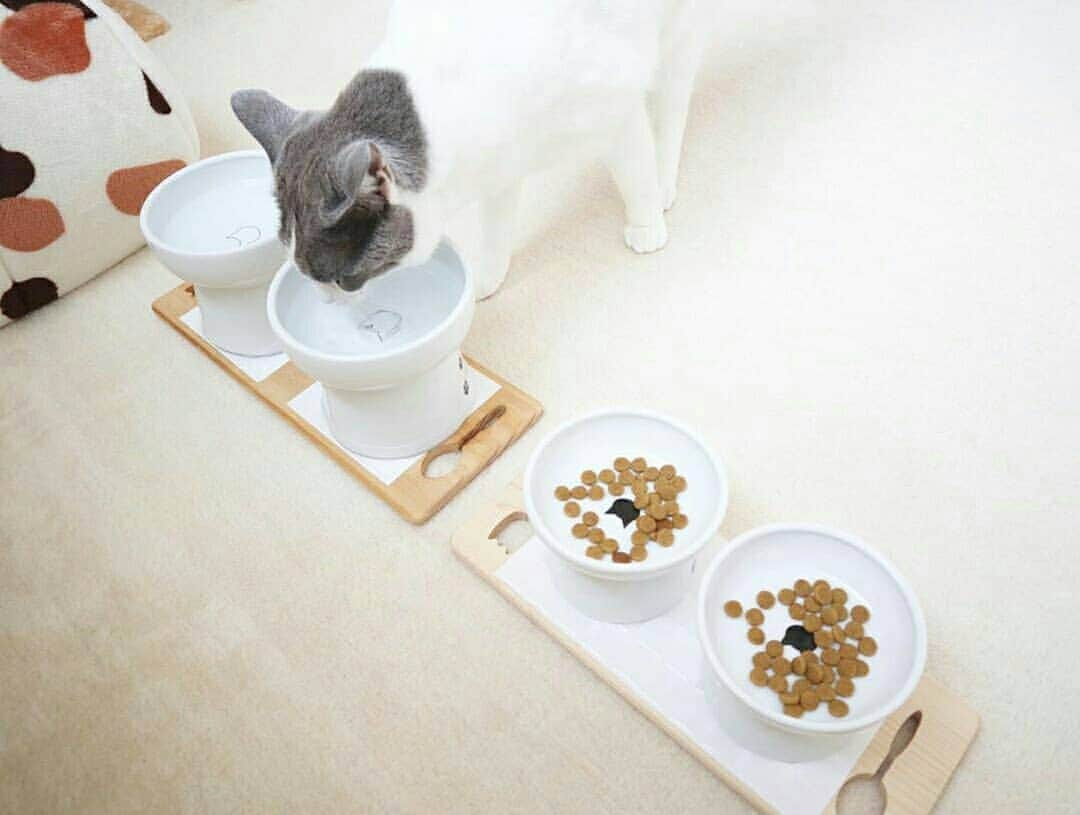 猫壱（ねこいち•ネコイチ）さんのインスタグラム写真 - (猫壱（ねこいち•ネコイチ）Instagram)「. シンプルなお部屋にもハッピーダイニングはぴったり🐾 ▫ ▫ #たくさんお水とごはん食べてね♪ ▫ ▫ :::::::::#猫壱 ::::::: Instagramに登場した商品はプロフィールのリンクよりご覧いただけます🎶 お写真の商品は#ハッピーダイニング #脚付ウォーターボウル #脚付ウォーターボウルハイタイプ でした✨ 気になる方は @necoichicojp からチェックしてくださいね❤ ▫ ▫ Repost from @sayaka_j89 thank-you💕💕💕💕」7月7日 20時37分 - necoichicojp