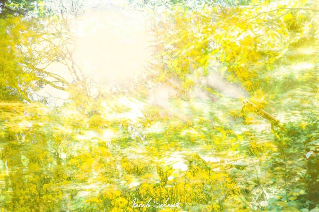 Manabu Sakamotoのインスタグラム：「. Nine of the panel meaning of 「happy yellow」 . . . . . . #moment #tokyocameraclub  #photooftheday #japan #instalike #yellow #colorsjp #naturephotography #canon #フィルムカメラ #写真好きな人と繋がりたい #写真部 #黄色 #なのはな #東京カメラ部 #写真が好き #キャノン #カメラ男子  #カメラ女子 #ig_japan #写真撮ってる人と繋がりたい #カメラのある生活 #pics_jp  #ファインダー越しの私の世界  #多重露光 #カメラ部 #ありがとう」