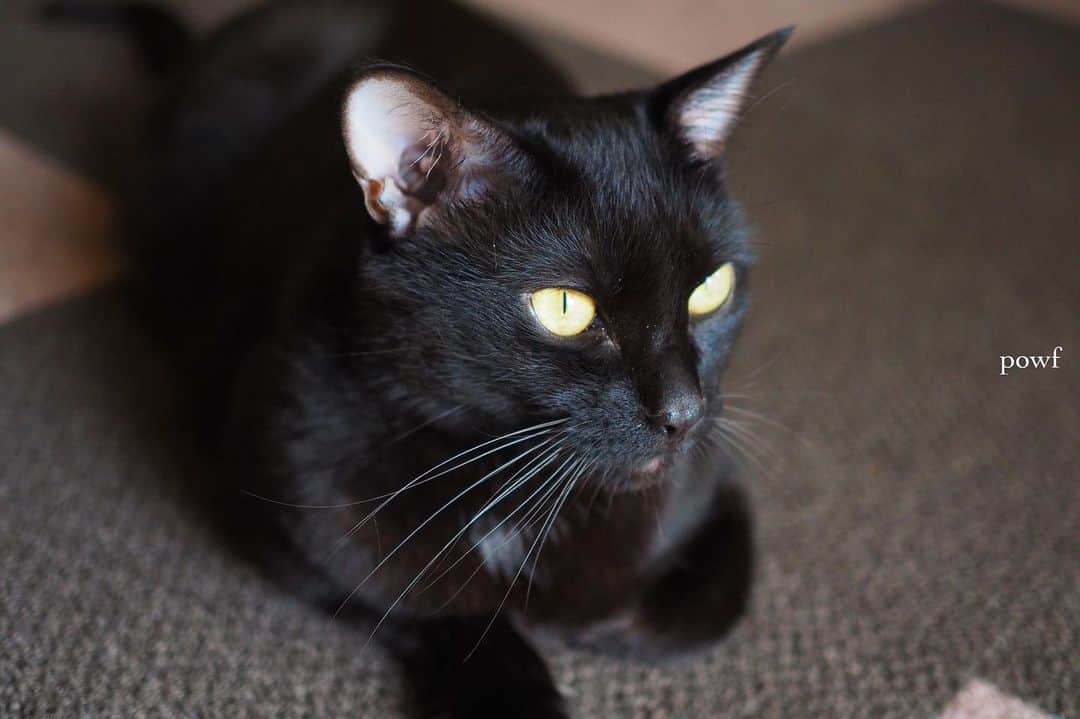anemone_69さんのインスタグラム写真 - (anemone_69Instagram)「. #ハカセとキョウジュ #blackcat #黒猫 #cat #猫 #保護猫 . . .」7月7日 21時01分 - powf