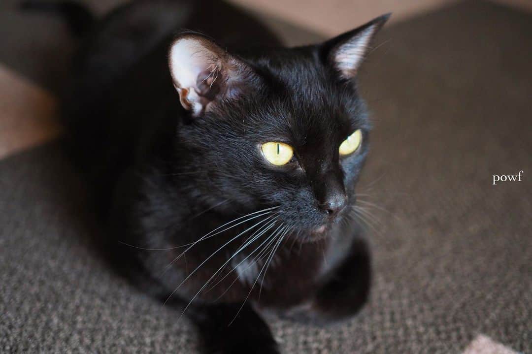 anemone_69のインスタグラム：「. #ハカセとキョウジュ #blackcat #黒猫 #cat #猫 #保護猫 . . .」