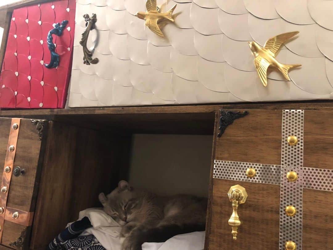 辻本祐樹さんのインスタグラム写真 - (辻本祐樹Instagram)「DIY棚の中で寝るタイガーw  作った棚が寝床になってなりよりです☆  #DIY #作ってみた #辻本祐樹 #棚 #猫 #cat #うそかん」7月7日 21時20分 - tsujimotoyuuki